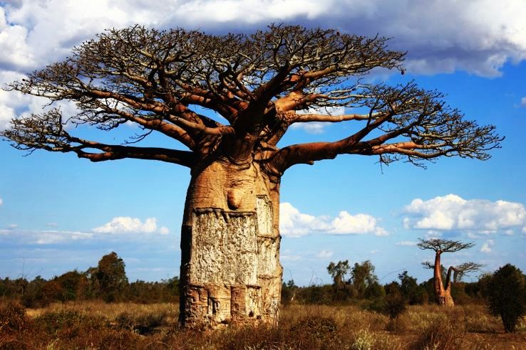 stoutest trees in the world 